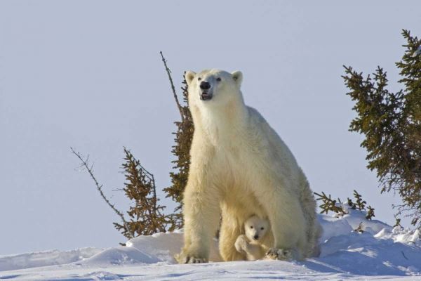 Canada, Wapusk NP Polar bear cub and mother